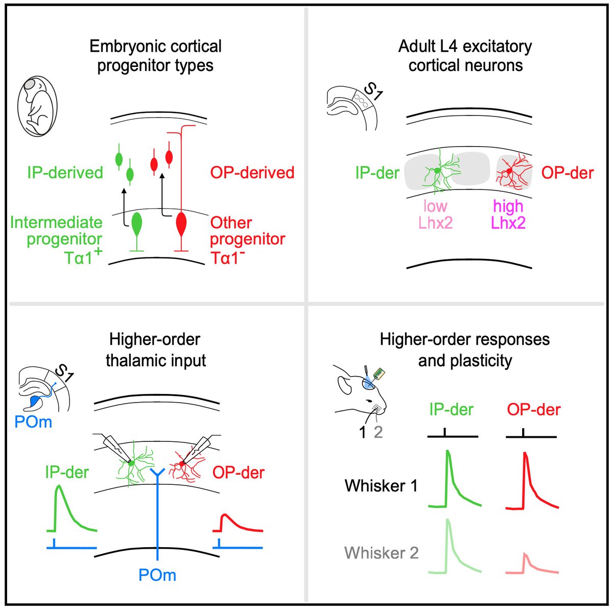 TommasEllender's tweet image. It is finally in print! Wow - can't believe it has already been 10+ years when some of the recordings were made... sciencedirect.com/science/articl…