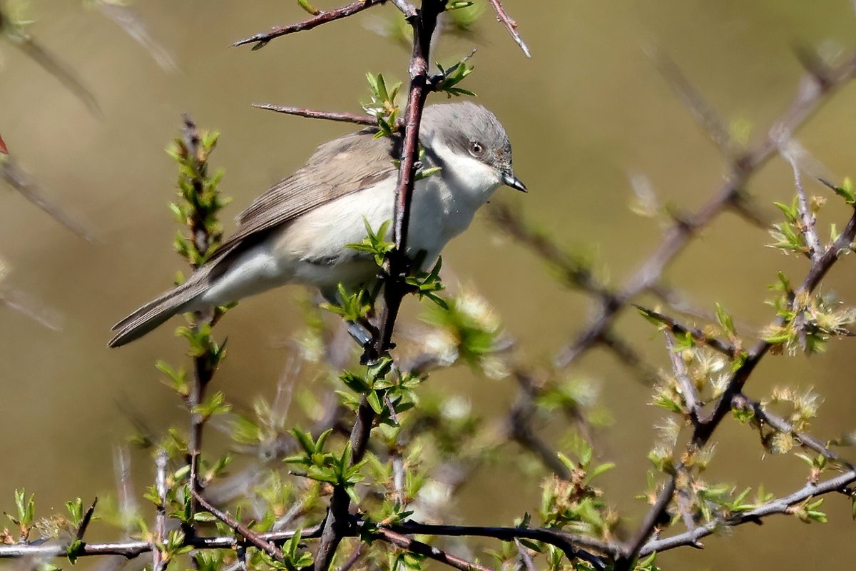 Lesser Whitethroat at Dungeness.