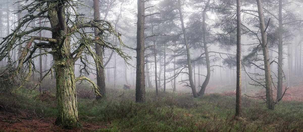 Pano magic from the North York  moors.

#woodlandphotography #picoftheday

@UKNikon @NorthYorkMoors