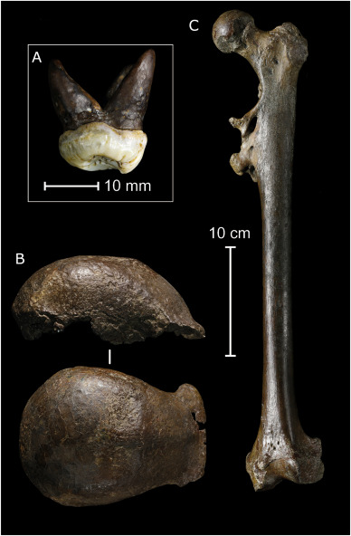 Nice summary of the naming, and citing, of Homo erectus in JHE - open access - Eduard Pop, <a href="/sofwannoerwidi/">Sofwan Noerwidi</a> and Fred Spoor: "the species erectus was named by Dubois in 1893, and the publication in which he did so is Anonymous (1893)" 
 sciencedirect.com/science/articl…