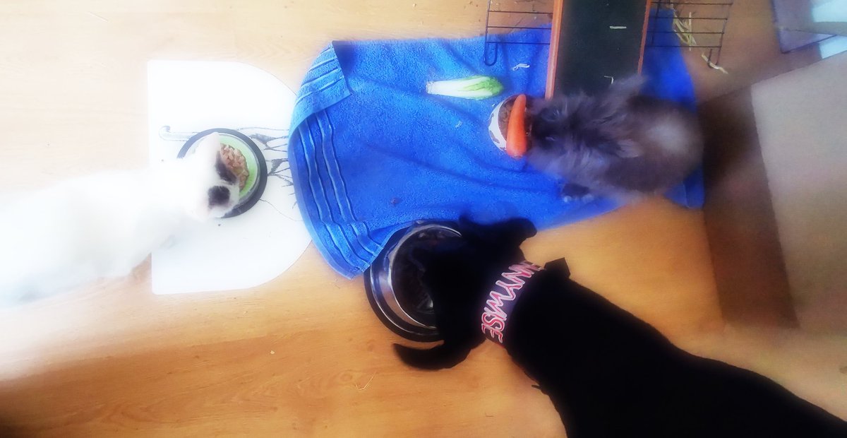 Die 2 lustigen 3 beim Frühstück 😊😊

#dobermann #hundecontent #DogsofTwittter #CatsOnTwitter #cats #CatsAndDogs #rabbit #kaninchen