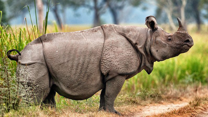 10 of the most critically endangered animals in the world 1. Javan Rhino (Only around 75 individuals remain)
