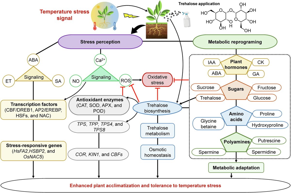 Review by @Ale_Raza6 et al @atikurbt @faissalsaeed @SiDDMaliCk @KadambotS @rajvarshney @uwanews #Trehalose: A #sugar #molecule involved in #temperature stress management in #plants sciencedirect.com/science/articl… #PlantSci @PlantRedox @PlantTrends @ykuzyakov @CotyCarrera @ClimateAdapt