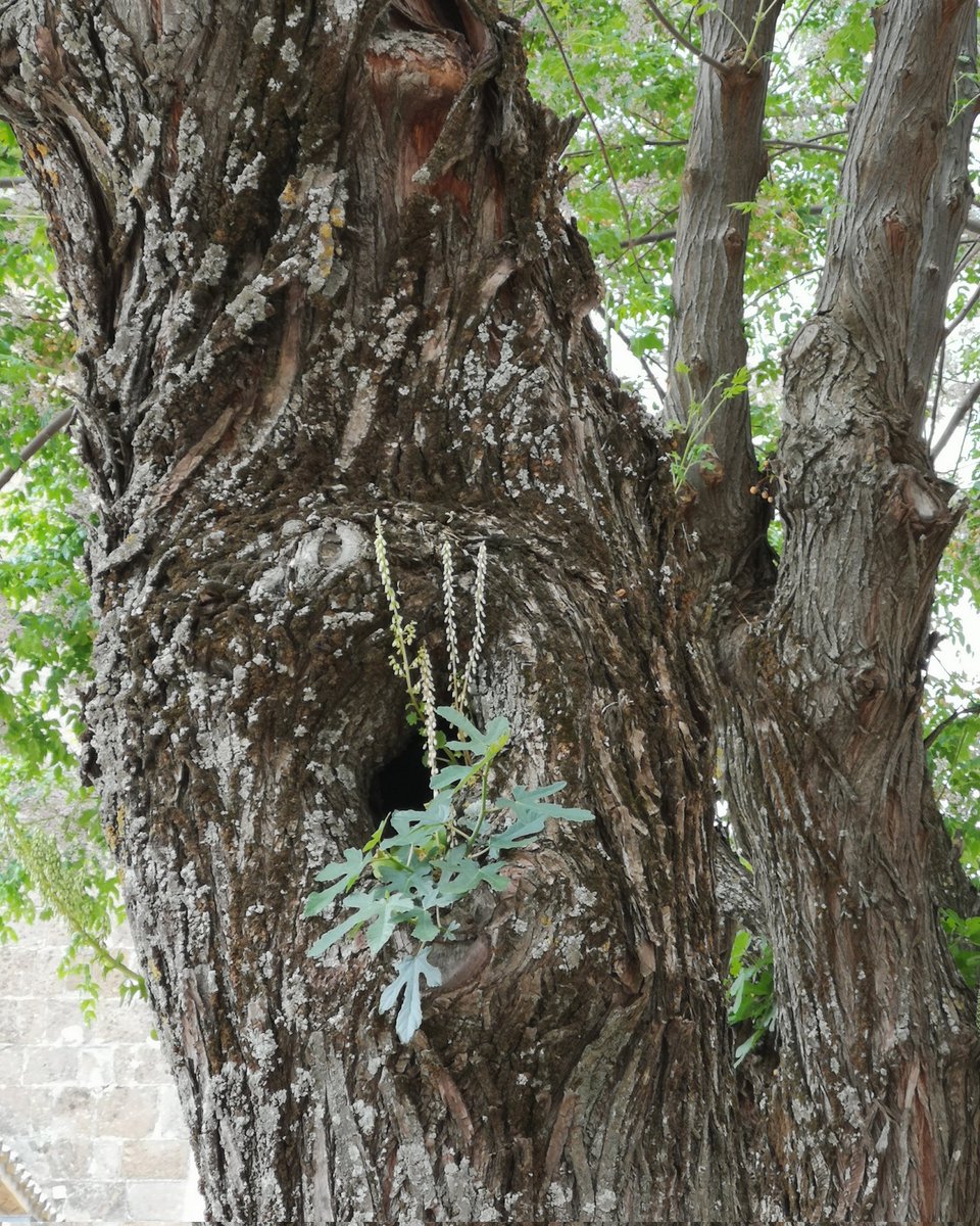 For #wildwebswednesday Persian lilac hosting lichen, fungus, pennywort (?) and a baby acer tree. Possibly a Big leave acer.  And obviously the hollow is a habitat to insects too

#syringaxpersica