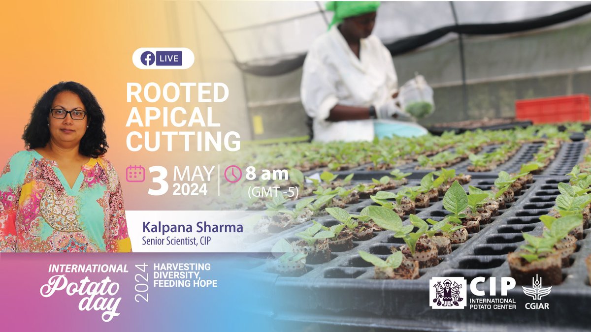 Don't miss our first Facebook Live with Kalpana! Learn how rooted apical cutting 🌱 is boosting potato yields and fighting viruses. 👉🏽 bit.ly/FBLive-RAC-Pot… 🔸 @CGIAR