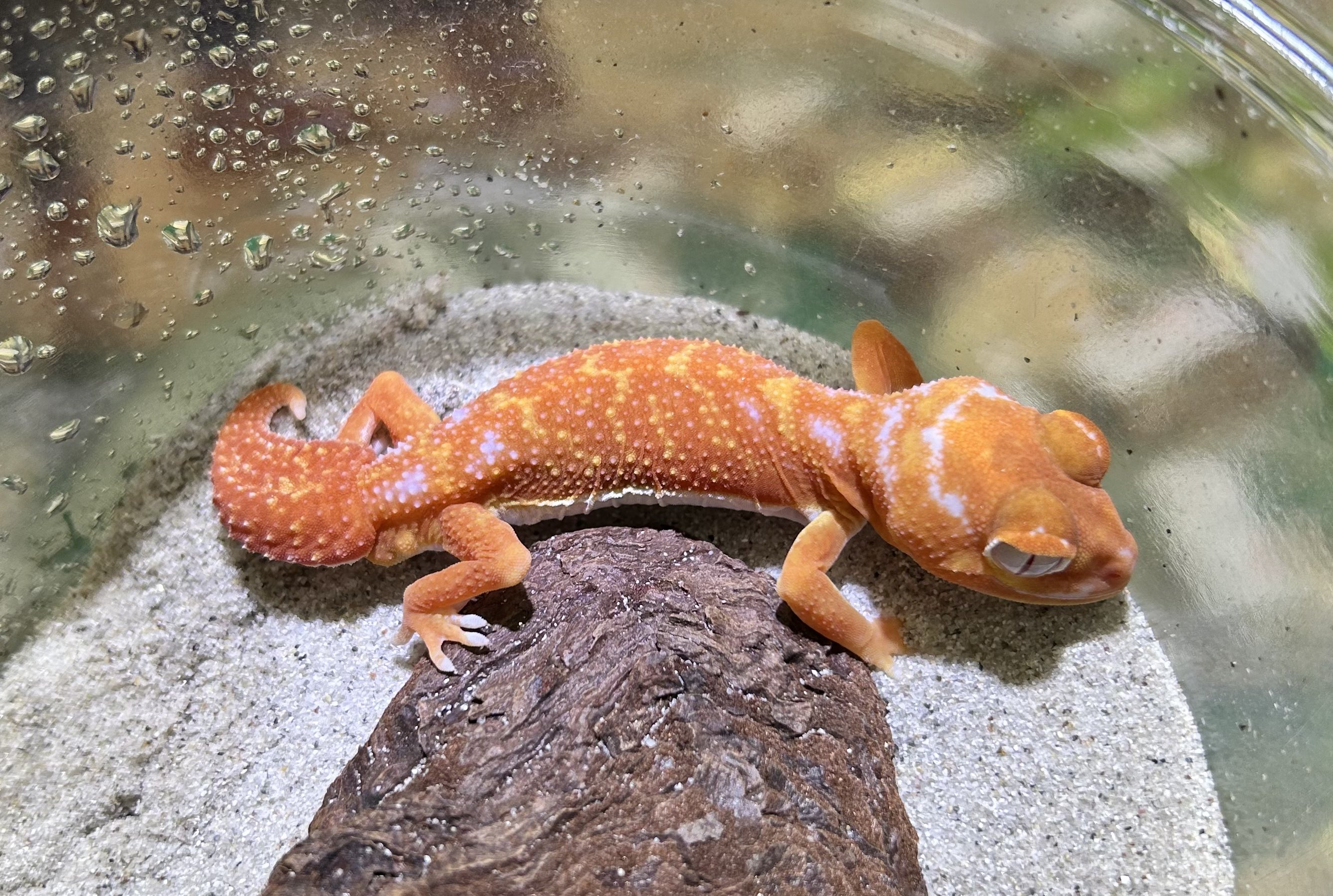 Reptiles shop Antille (爬虫類屋アンティル) on X: 