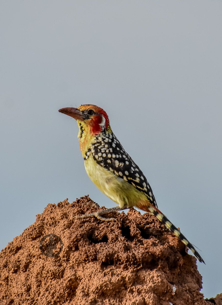 Male Red and Yellow Barbet - Trachyphonus erythrocephalus

Samburu National Reserve,Kenya.(march 2024)

#martowanjohiphotography #birdwatching254 #birdwatchingwithmartowanjohi #BirdsSeenIn2024 #TwitterNatureCommunity #birdsplanet #barbets #samburu  #nikon #tamronlens #bdasafaris