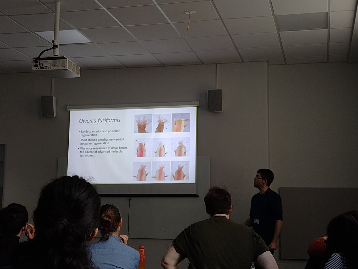 Yesterday's at the @QM_SBBS weekly EED meeting @Rory_Donnellan7 showed some of his results on head regeneration in Owenia. Beautiful images, and lots to wonder. What happens when you lose your head? 🤕🪱 #WormWednesday