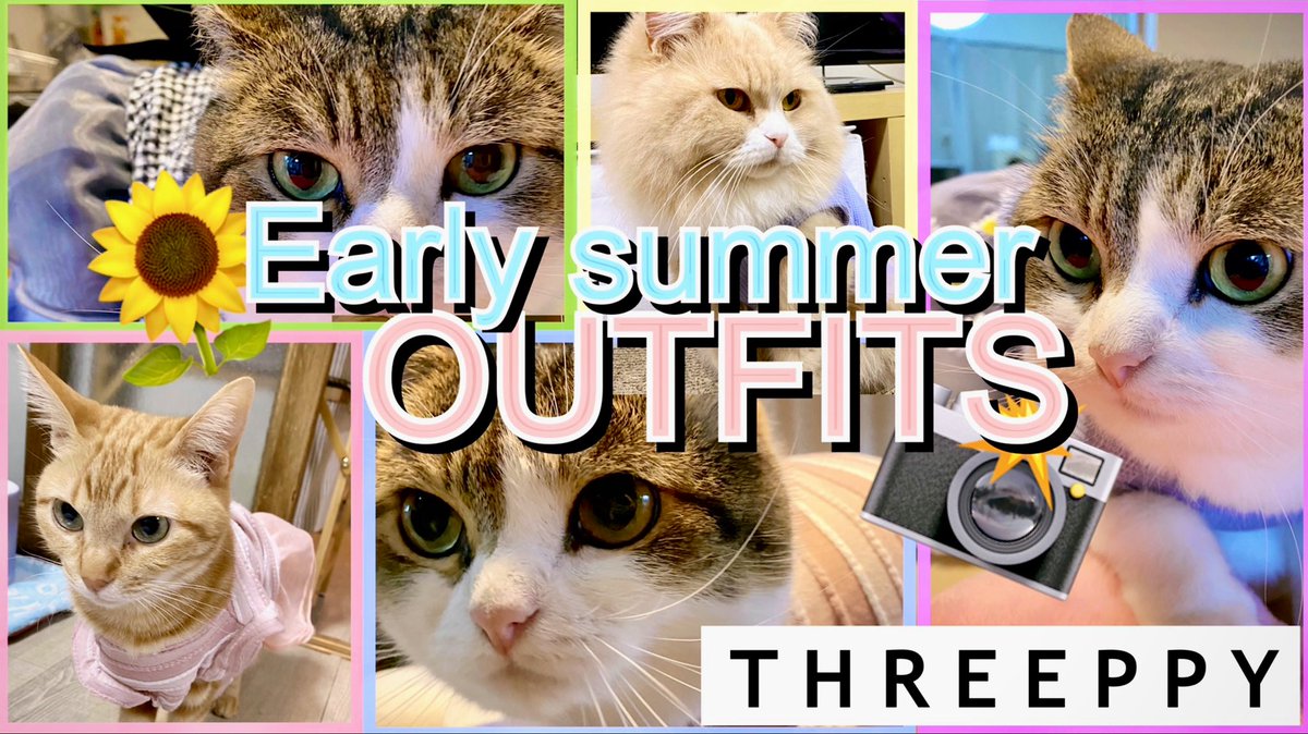 【THREEPPY】で猫達の服を買ってきたよ😼👗‼️[Outfits in early summer🌻] 観てね‼︎Watch it‼︎⇩⇩⇩ youtu.be/onB_xTquGhk