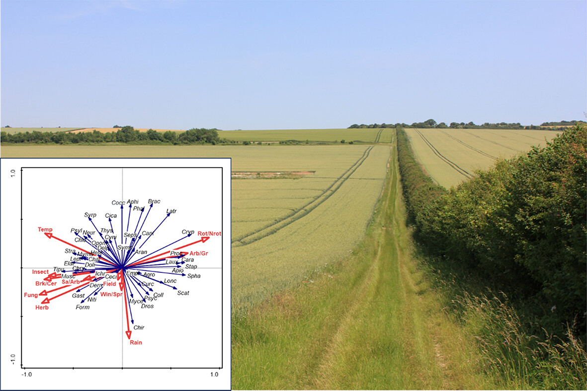 New #OpenAccess work by @ja_ewald et al. reports on fifty years of #monitoring changes in the abundance of #invertebrates in the cereal ecosystem of the Sussex Downs, England: doi.org/10.1111/icad.1… #Agroecology #Biodiversity #InsectDeclines #LongTermStudies @WileyEcolEvol