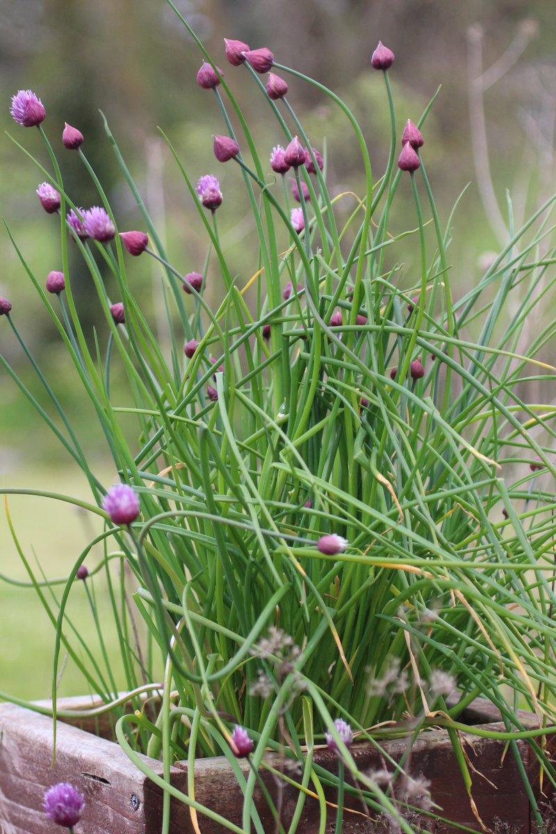 The chives are just starting to flower. The ornamental alliums won't be far behind them.