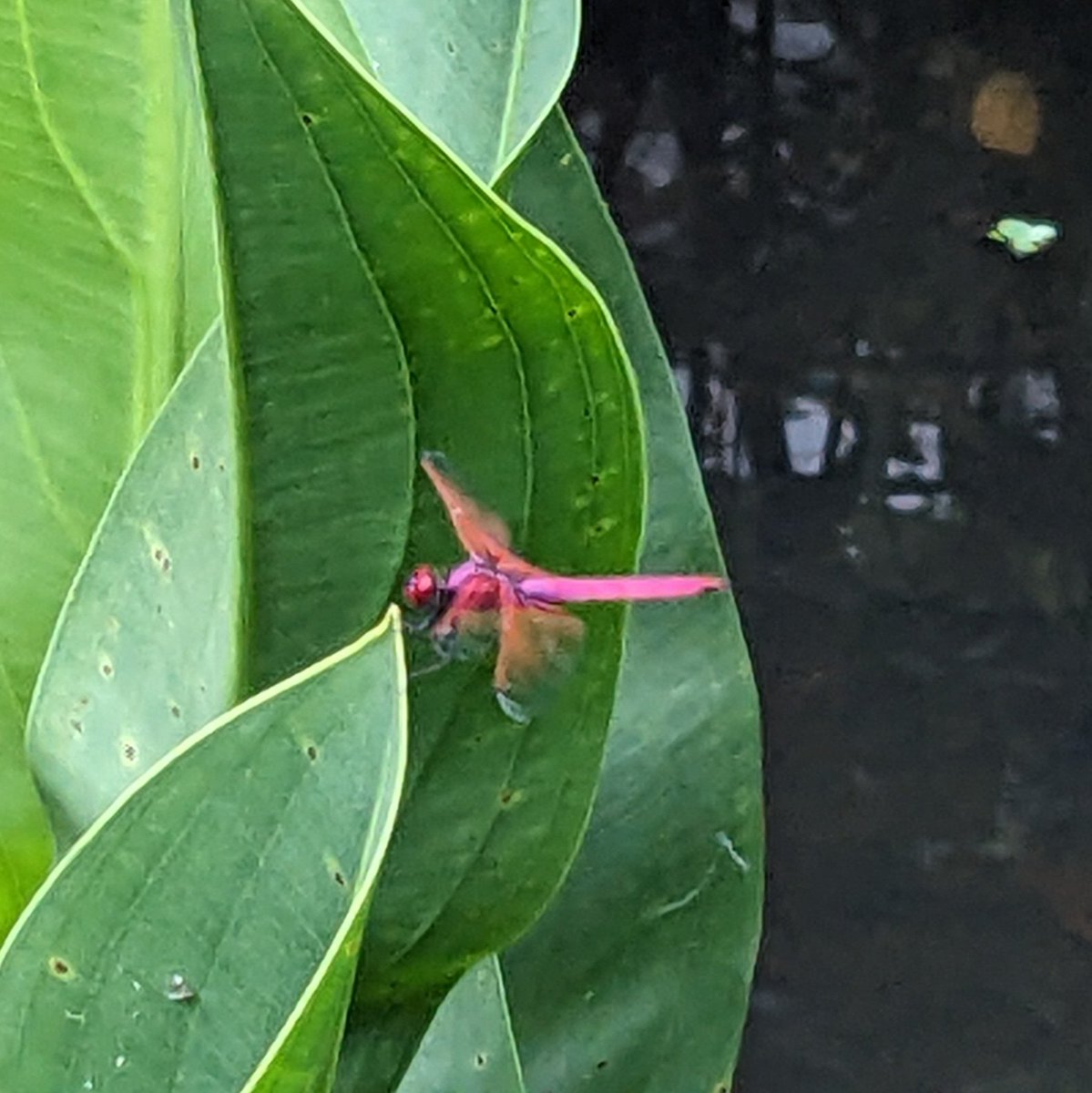 A crimson marsh glider. A very brightly coloured dragonfly in Taipei.