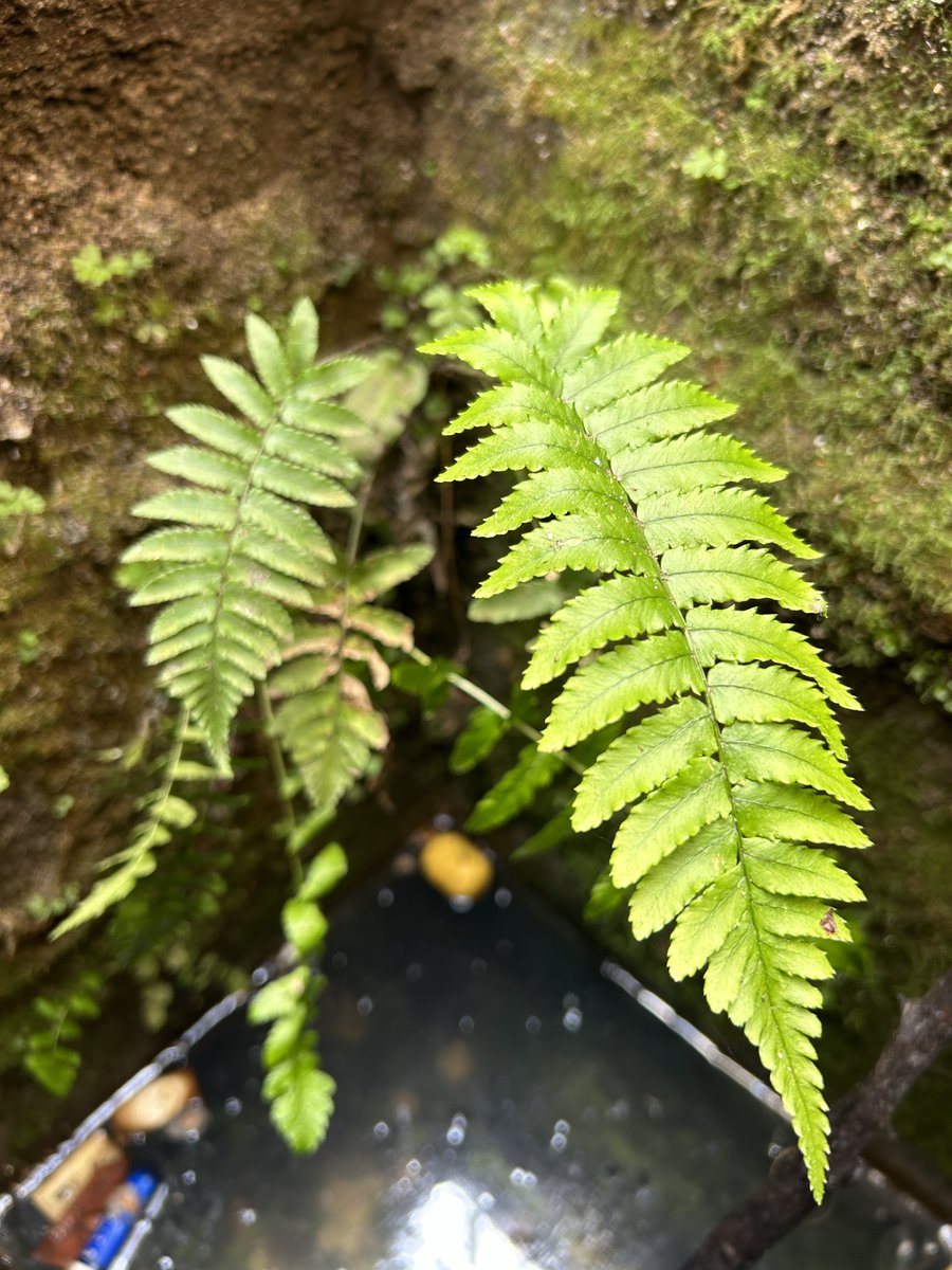 Verstopte varens ... ik ben er fan van! Van 't Utrechts onderzoek, putdeksels lichten, 25 jaar lang, met Wim Vuik <a href="/WVuik/">Wim Vuik</a> als voorganger &amp; <a href="/chrosma/">Chron</a> nu als adept. Met hem de diepte in: om de zeldzame Gezaagde niervaren Dryopteris cycadina te aanschouwen.
