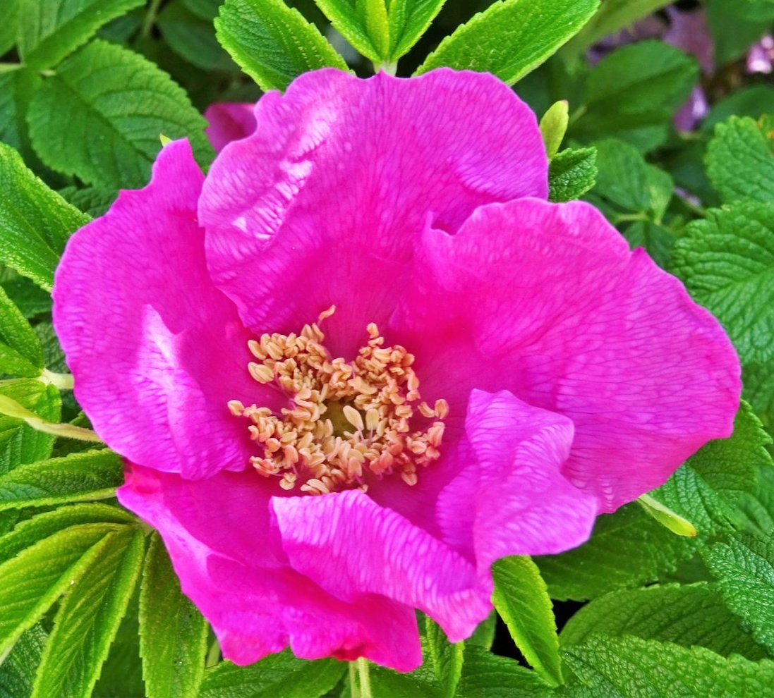 Happy #RoseWednesday to everyone! Looking forward to seeing these again very soon! 🩷🌹🌺🌹🩷 @ThePhotoHour @christinedemar @FopianoJoy #roses #flowerphotography #FlowersofTwitter #TwitterNaturePhotography #1stMay