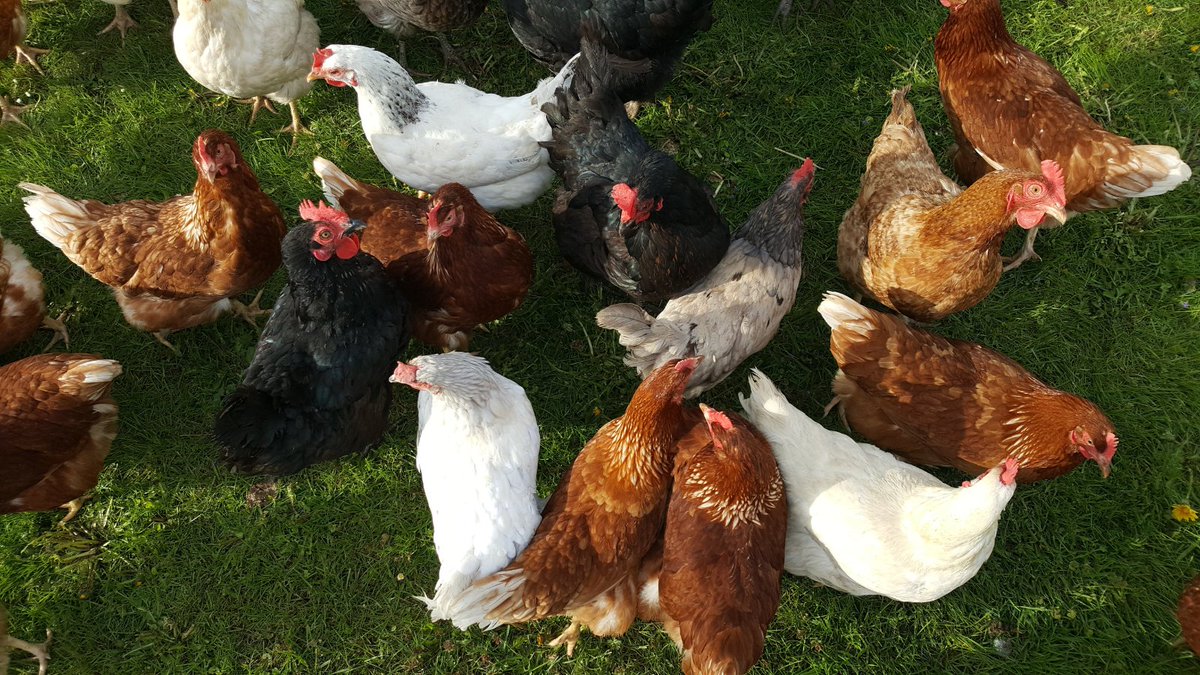 🦆🐓 Mixed gatherings of all poultry and other captive birds, including ducks, geese and swans are now permitted in England. Keepers will need to follow the requirements of the poultry gathering general licence and notify @APHAgovuk at least seven days before the event.