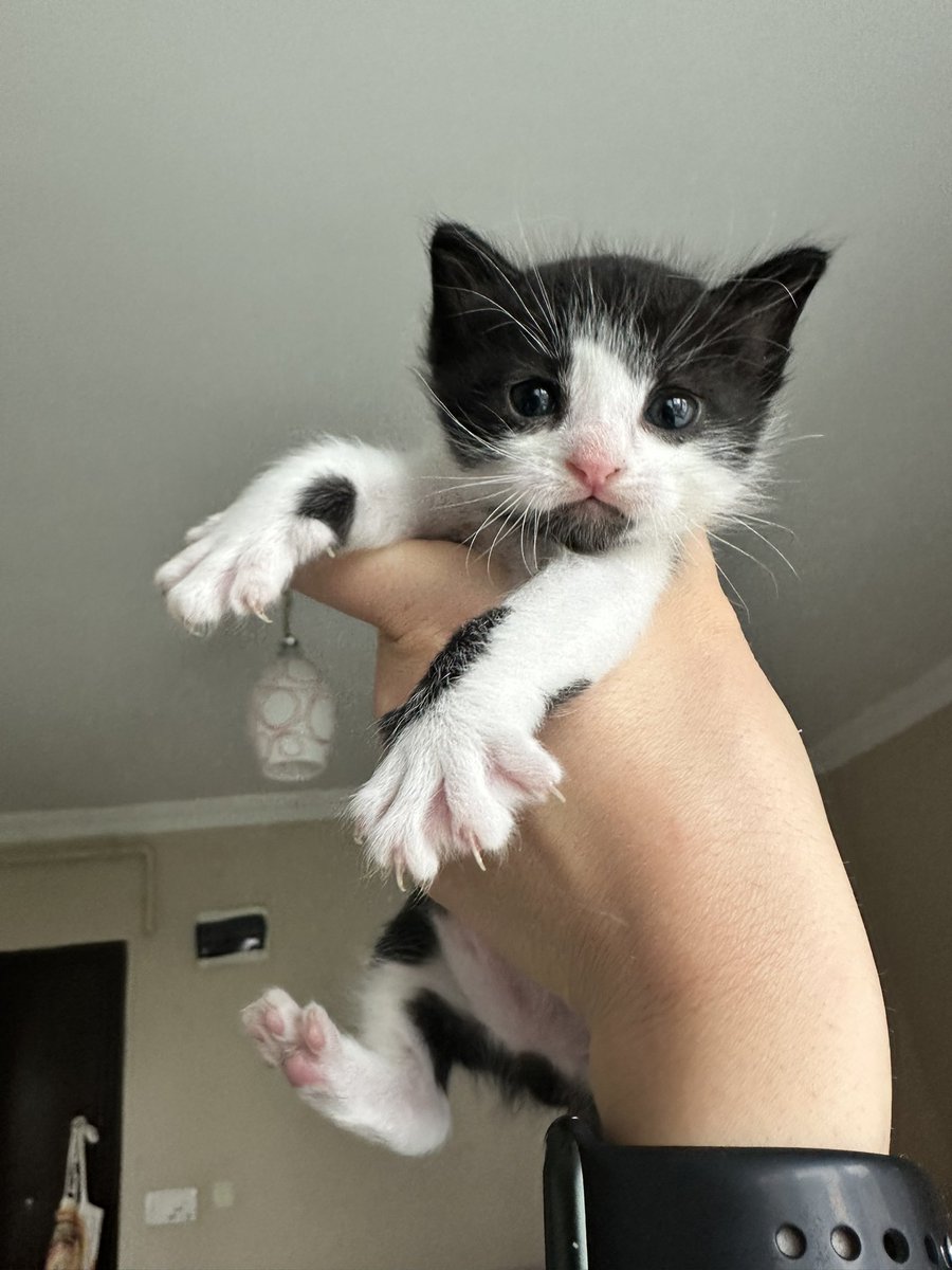 pineapplexde's tweet image. Art &amp;amp; Artist