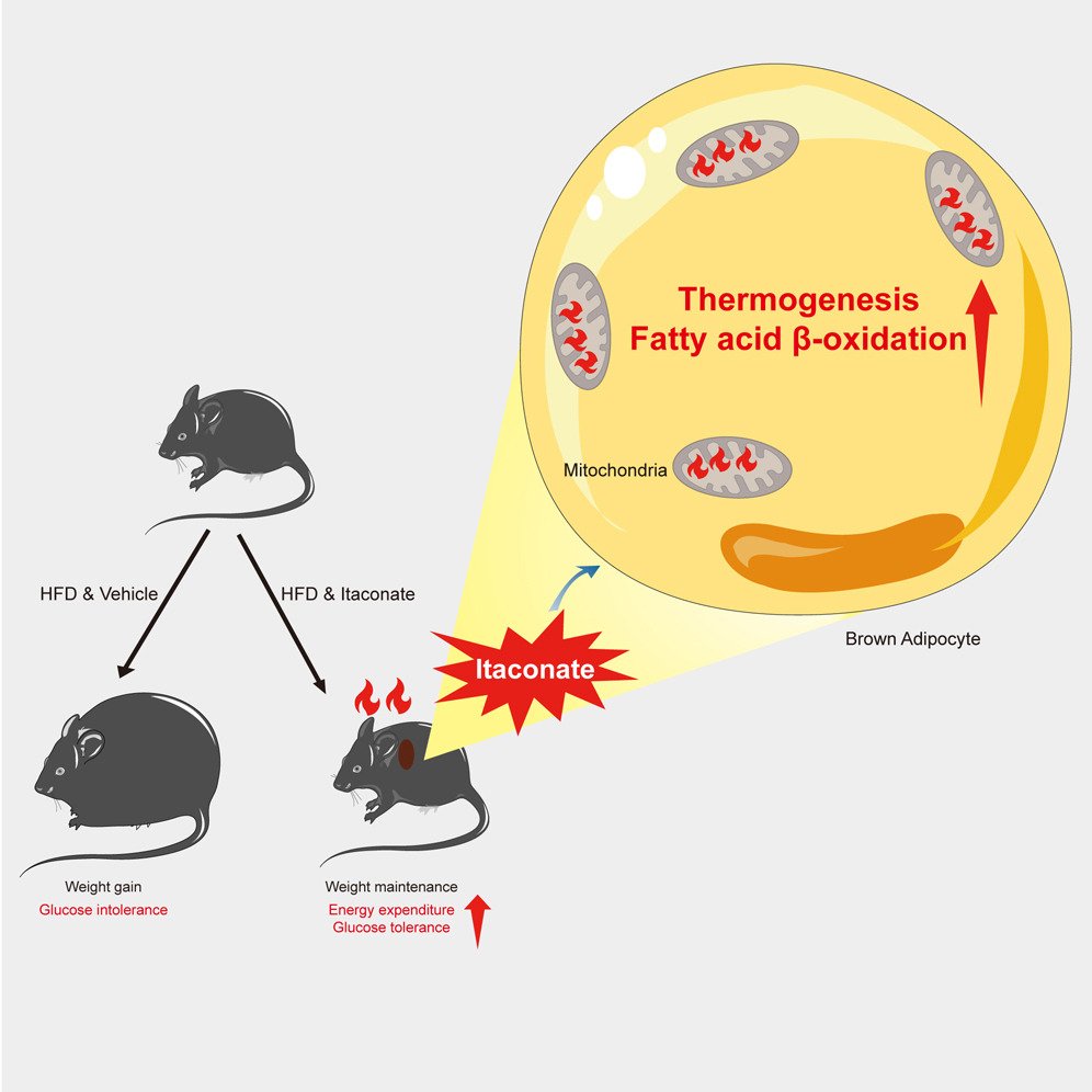 Itaconate alleviates diet-induced obesity via activation of brown adipocyte thermogenesis
sciencedirect.com/science/articl…