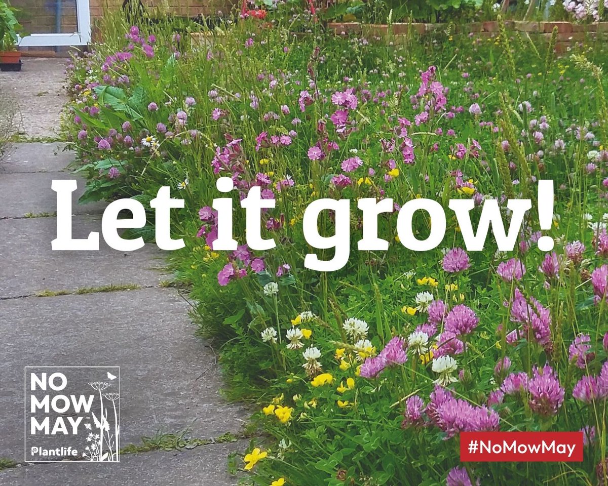 Today is the day - it's #NoMowMay!🌷🎉 Let it grow this year and give nature the boost it deserves this summer!🌱🐝 Join the movement and register NOW! 👉 bit.ly/3UWii6B Are you taking part❓ #NoMowMay24