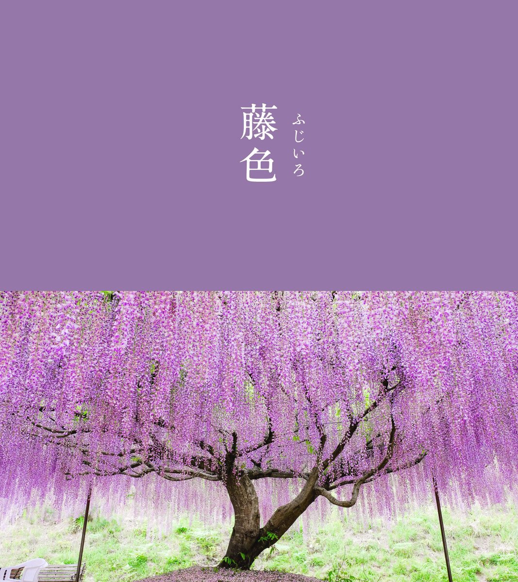 藤色（ふじいろ）｜#にっぽんのいろ 藤は花が風に散る様子を表す「風散（ふぢ）」に由来します。平安時代に藤色として広まり、薄い青紫色の基本色となりました。 明治時代、樋口一葉が著した『たけくらべ』にも登場しています。 ▼5月のにっぽんのいろはこちら 543life.com/content/nippon…