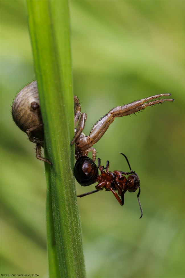 Mit offenen Augen... Eine #Krabbenspinne (Xysticus cristatus) hat eine Kahlrückige #Waldameise (Formica polyctena) überwältigt. Mein Foto des Monats Mai 2024: olaf-zimmermann.de/natur/index.ht…