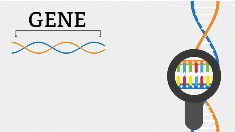 You might be hearing the word #genomics more and more these days – but what exactly is a #genome? In this short animation, we go back to basics and define some core concepts. View it here: buff.ly/3wlhdwW #DNA