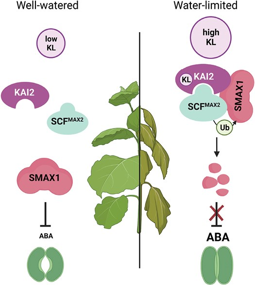 Review by Kamran et al. @UWAresearch @uwanews @JXBot @SEBiology #Karrikin signalling: impacts on plant #development and #abiotic stress tolerance academic.oup.com/jxb/article/75… #PlantSci @Karrikins @PlantRedox @UWAPPI @BiolSci_UWA @MPlantPCom @croprootbiology @ScienceAlert @sci_plant