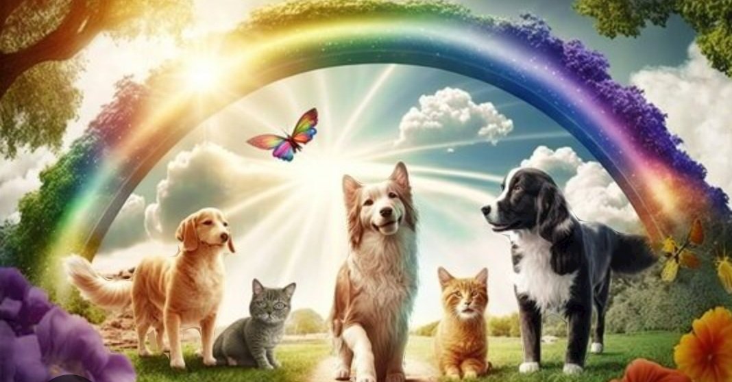 Tomorrow will be Rainbow Pet Day. A day to remember pets that we have loved and lost but will never forget as they live on in our hearts. We can share photos and memories. A day to celebrate the joy that pets bring in to our lives 🌈❤️🌈