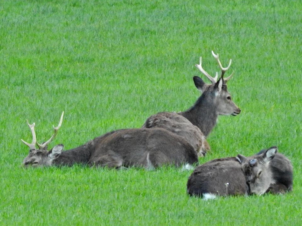 Community Spotlight - Our chance to share your deer photos
Three sika stags at rest by John Farnworth
#CommunitySpotlight #DeerPhotography #WildlifePhotography #NatureCaptures #NatureCommunity #ShareYourShot