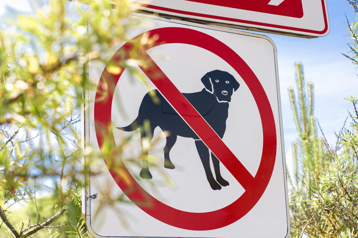 Remember, from 1 May-30 September dogs are not allowed on Bexhill Beach from the Sovereign Light Café to the Sailing Club. They should also be kept on leads on the prom between groynes 34-78. Maps are displayed along the prom. Thank you for your cooperation!