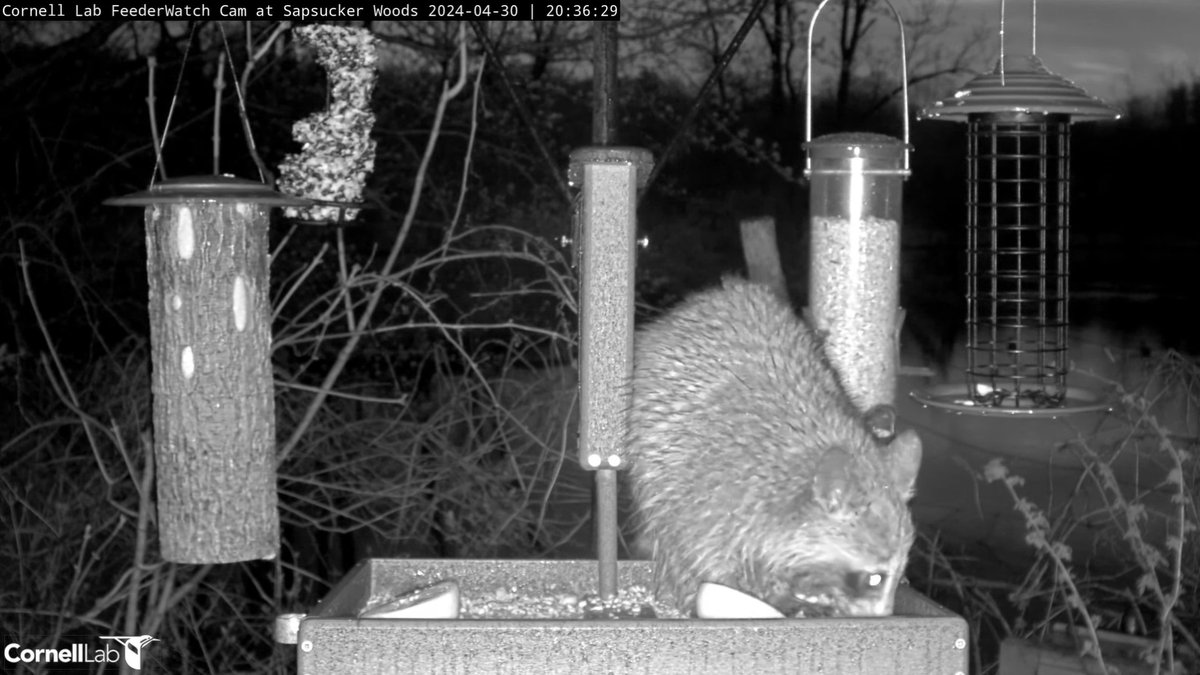 FeederWatchCam tweet picture