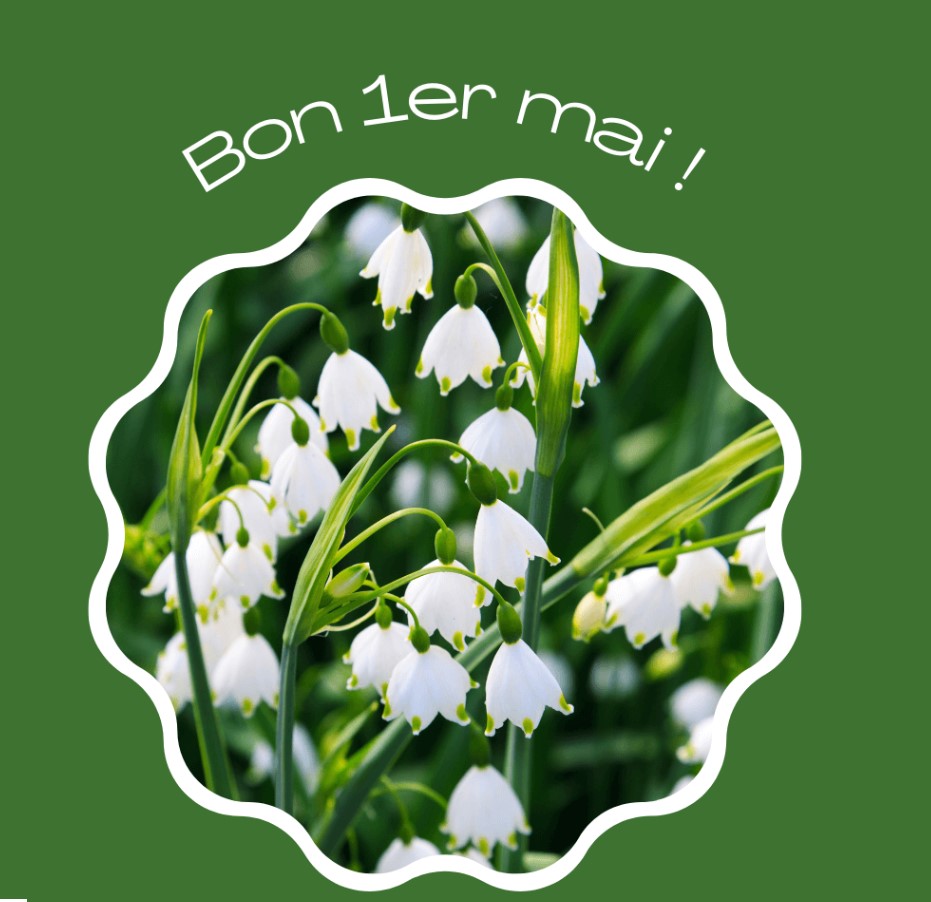 Très bon 1er mai à tous #muguet #muguets #fête #fete #travail #mai #1ermai
