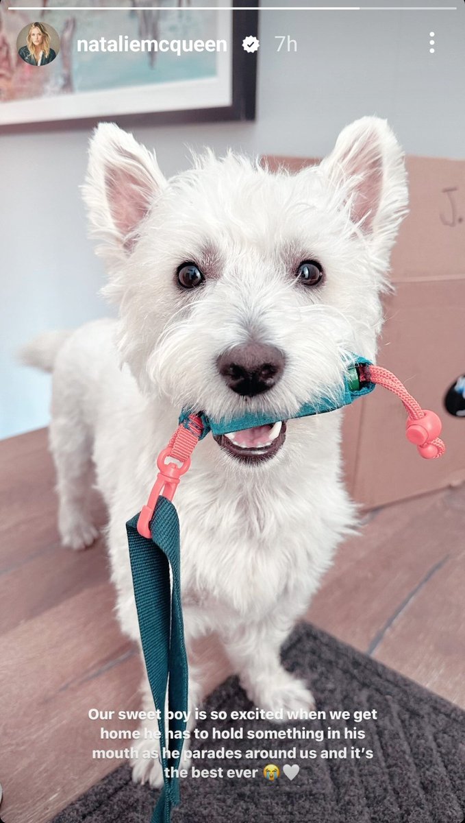 Timpanist's tweet photo. #Instastory from #NatalieMcQueen "Our sweet boy is so excited when we get home he has to hold something in his mouth as he parades around us and it's the best ever" 😭🤍 @joshgroban #George #Westie #GoodBoy #LittleLlama https://t.co/TSNBXZw1UT