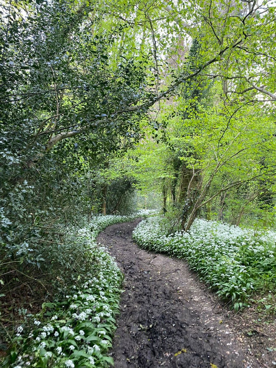 My timeline is 99% grim. In case you need a 1% diversion here is a picture of wild garlic that my daughter @RamyaSeren took yesterday. Imagine the taste, the scent, the pesto, the scones....