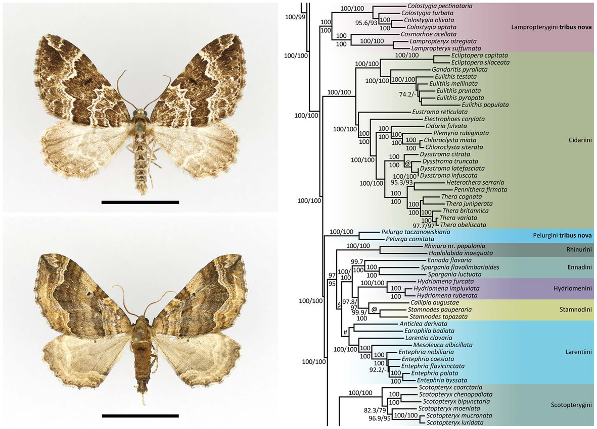 Molecular #phylogeny of north European #Geometridae (Lepidoptera: Geometroidea): doi.org/10.1111/syen.1… #Phylogenomics #Taxonomy #Systematics