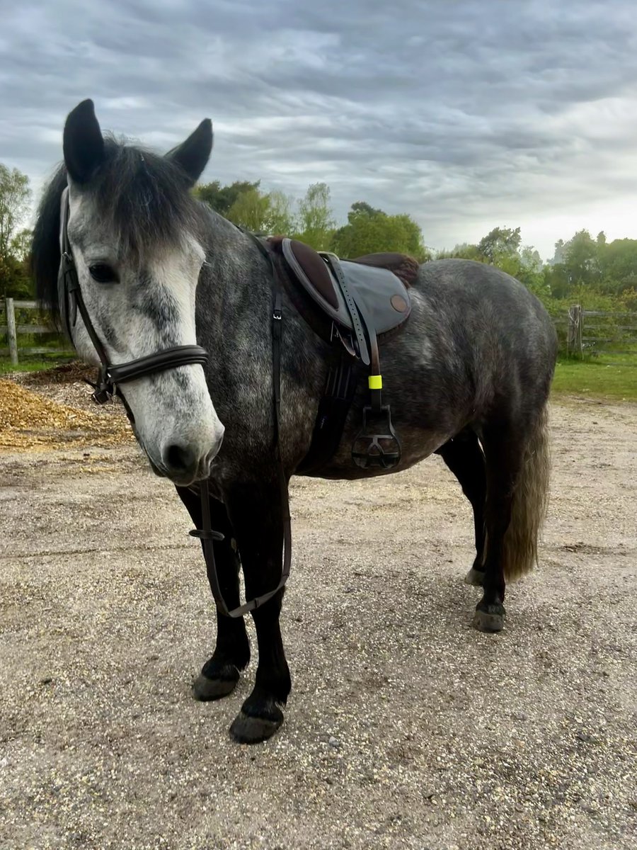 JoannaHolland80's tweet photo. Our new treeless saddle arrived yesterday!! Made to measure by a master saddle fitter β€οΈ we love it π₯° tried it out 6am this morning haha π #treeless #bitless #barefoot #bodminmoorpony https://t.co/HuHH53a98D