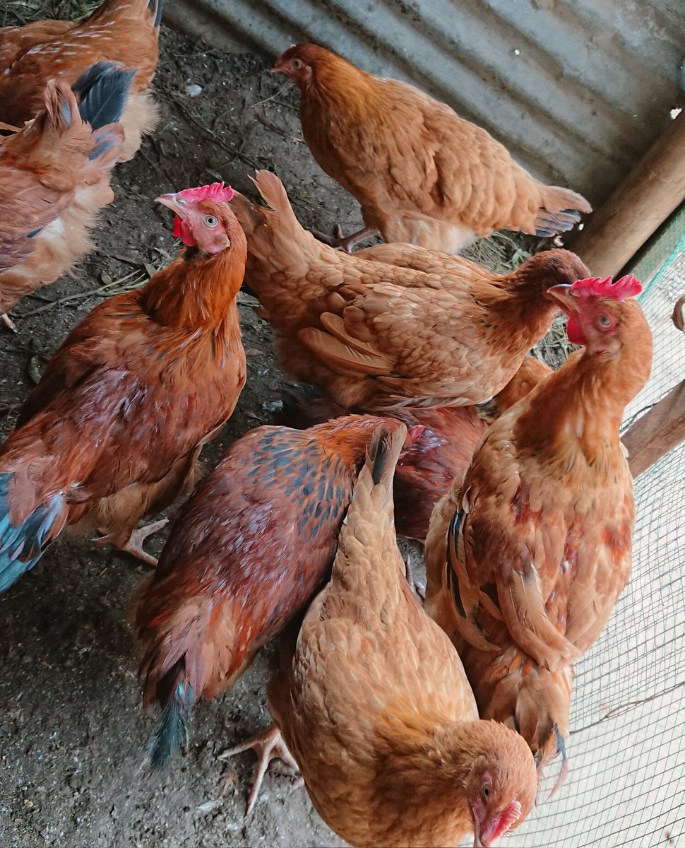 Poultry plays a vital role in global well-being. 

Sustainable poultry systems can even mitigate climate change.  ♻️
 #PoultryFarming #YouthInAgriculture