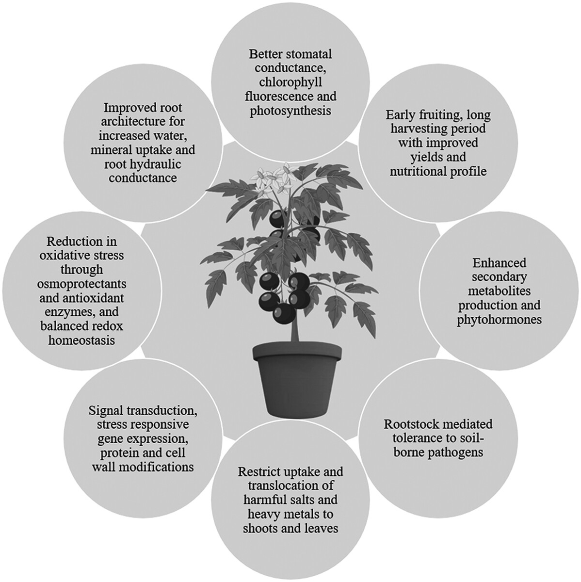 Review by Bahadur et al. @JofHSB @icarindia @tandfonline @TandF_Africa #Grafting in #vegetables to improve #abiotic stress tolerance, #yield and #quality tandfonline.com/doi/full/10.10… #PlantSci @NGC_Acti_Tech @WorldVegCenter @FlaFruitandVeg @favoriteveg @kevinfolta @Hortres