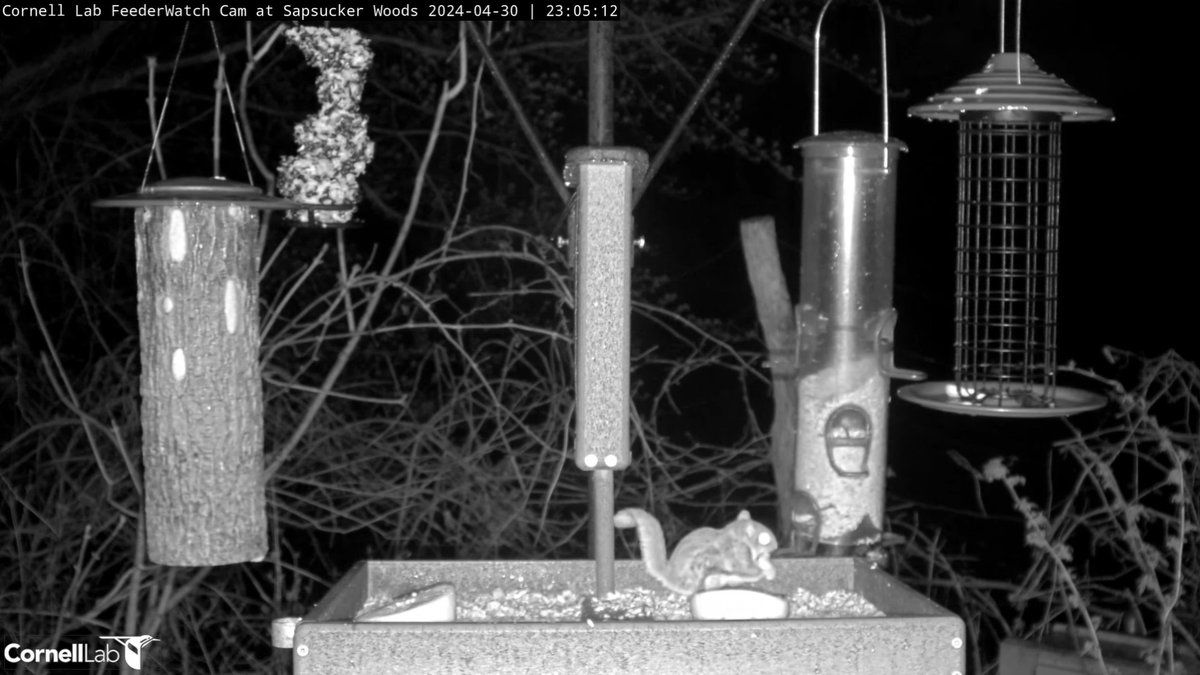 FeederWatchCam tweet picture