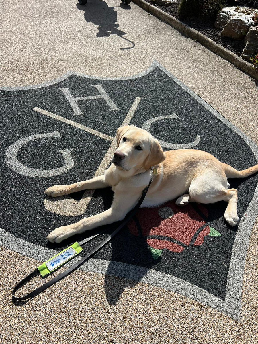 One of our Captain’s charities this year is for Guide Dogs. Meet Mulligan. Hillside’s Guide Dog 🦮 🌼 
#charity #guidedogs @guidedogs