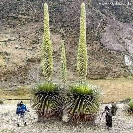 HispanoVox's tweet photo. La Puya Raimondi crece sobre los 3800 msnm, llega a medir los 12 metros. Demora 100 años para alcanzar su madurez , se dice q florece una sola vez en la vida, por todo un año; no existe otra planta q floresca tanto tiempo, luego esparce sus semillas y muere por una autocombustión https://t.co/MUO1jRbTuF