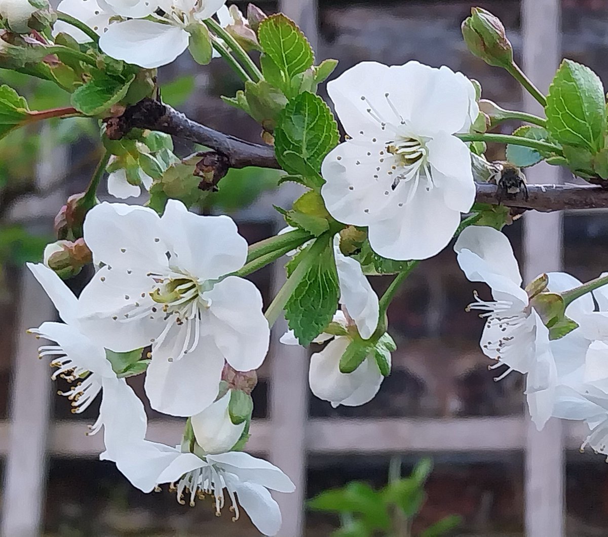 Morello cherry #blossom @WordsworthNT #MayDay