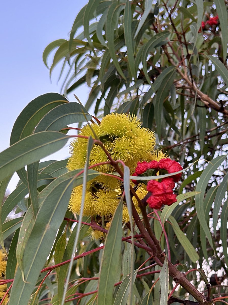 Yellow eucalyptus blossoms, and bright red unopened buds, among long green eucalyptus leaves.