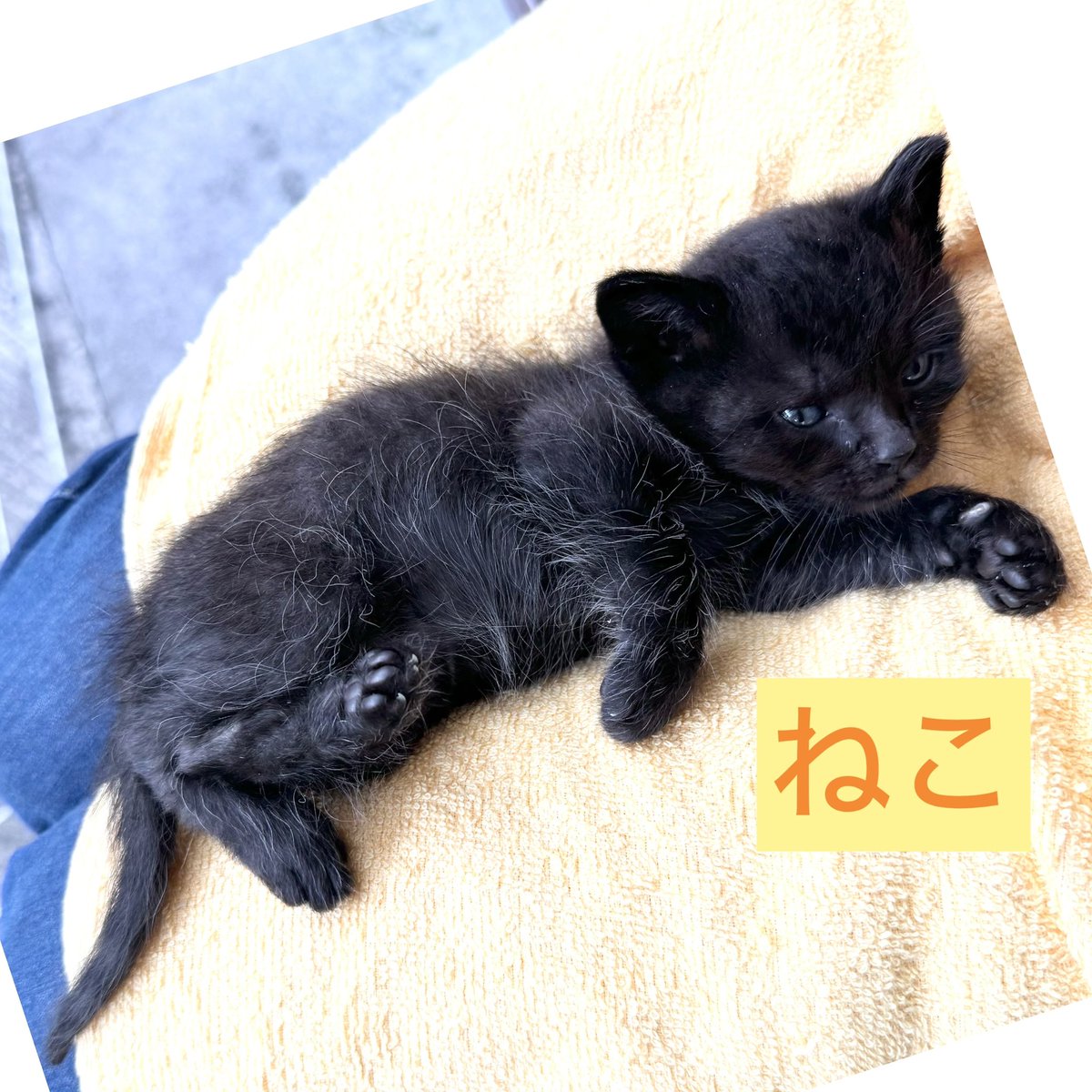 たぬきのお母さん tweet media