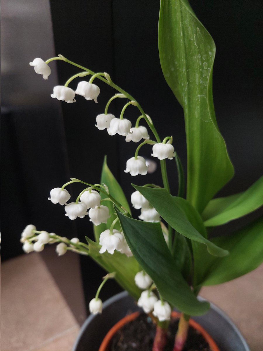 In France, the first day of May, we offer a bit of lily of the valley to wish luck and happiness to the people we love 💛
So here's a bit of luck of joy for you all