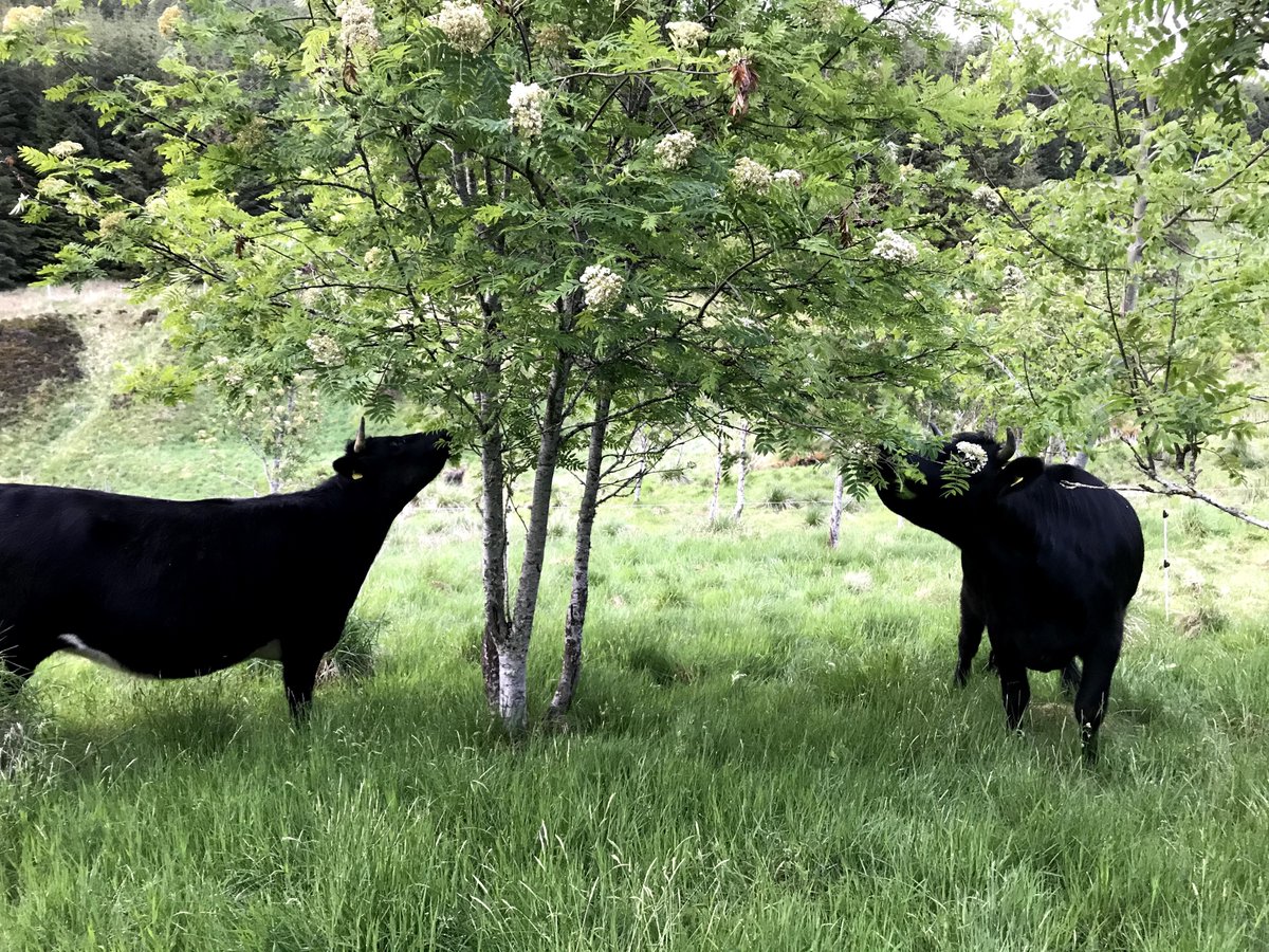 There is a month to go before the deadline for entries for Scotland’s Finest Woods Awards 2024. The best practice from farms and forestry, to communities and climate change will be championed. Read more here sfwa.co.uk #SFWA2024