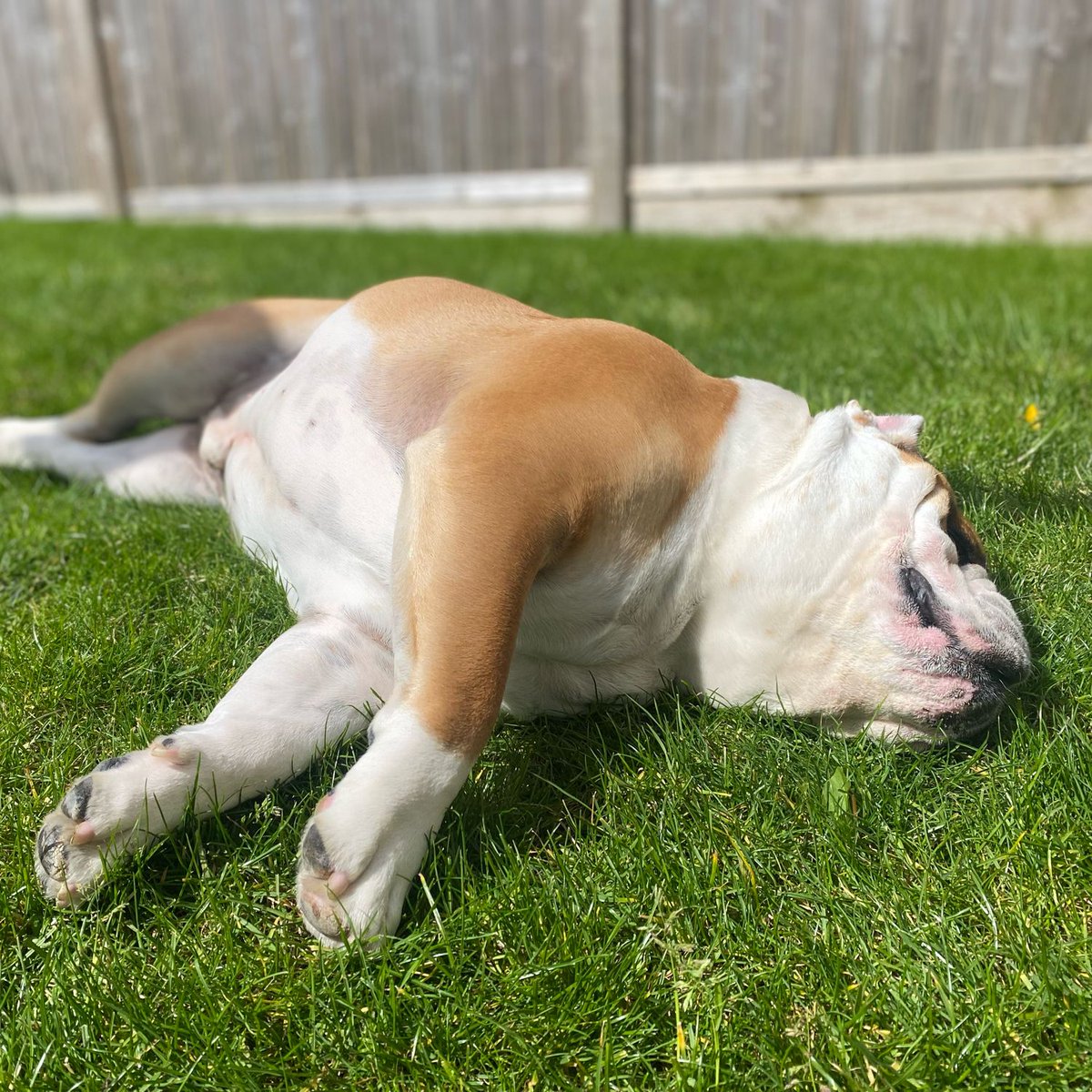 Taking full advantage of #WontLookWednesday to get in some #Sunbathing ☀️ time - have a great day and enjoy a sun puddle if you’ve got one 🐶🐾❤️ Barney #BarneyTheBulldog #DogsOfTwitter #DogsOfX #DogsOfIG #DogsOfFacebook #Bulldog #EnglishBulldog #Sun #WLW