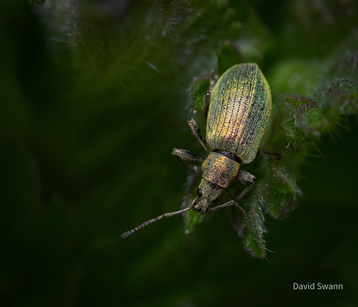 Green Nettle Weevil? @Natures_Voice @NorthYorkMoors @YorksWildlife @WoodlandTrust @MacroHour @wildflower_hour @BSBIbotany