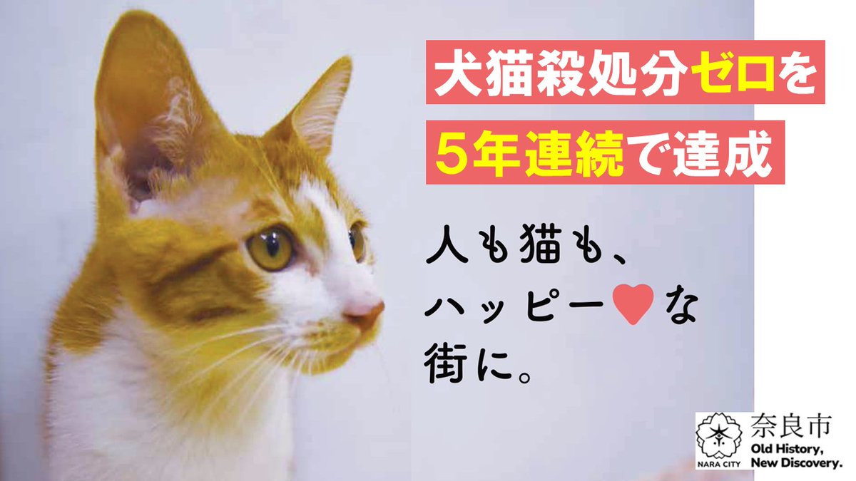 naracity_tweets's tweet photo. ＼犬猫殺処分ゼロを5年連続で達成‼／
譲渡活動へのご協力と、SNSでの紹介により、譲渡数は過去最多を更新！
ご協力ありがとうございます。

奈良市では、野良猫を望まない繁殖から守るTNR活動等を行っています。
今後も殺処分ゼロを継続のため、取り組んでまいります。

▼HP
https://t.co/l87pIHsYlv https://t.co/dzVuG1Y84m
