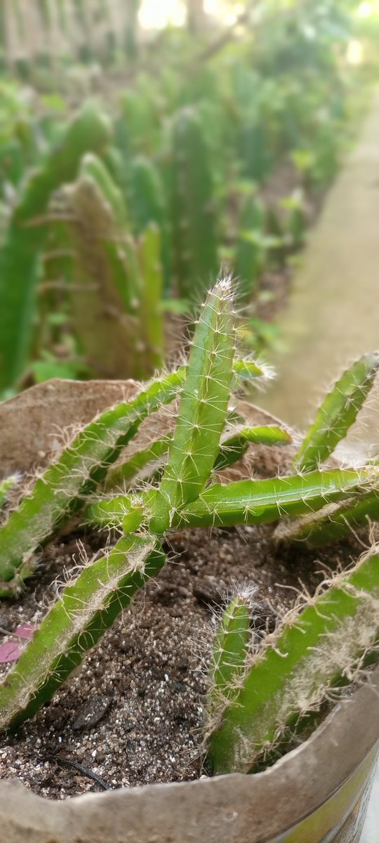 Growth moving on successfully so far 🌵
Planted dragon fruits with seeds extracted from the fruit & it will start bearing fruits 5 to 6 years from the date of planting. 
I can't wait to have my first harvest from these little ninjas.

#Pitahaya #Pitaya #Dragonfruit #Cactus