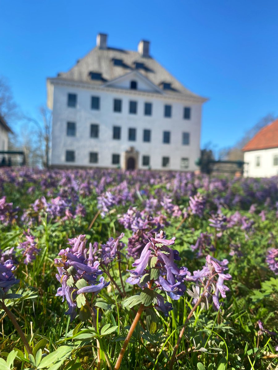 Mukavaa vappupäivää kaikille! Me kävimme Selvan🐶 kanssa ihailemassa kevään merkkejä Louhisaaressa! 🐝☘️ Ensimmäinen kevätaamu, jossa on jo selvästi kesäfiilis! Hyönteiset pörräävät, linnut laulavat ja merikotka kaartelee korkeuksissa… #biodiversiteetti #vappu #louhisaari